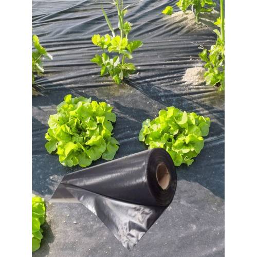 Folie pentru mulcire 15 microni, latime 80cm x 2500 m